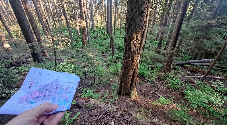 Beautiful Cleveland Dam forest in late afternoon sun